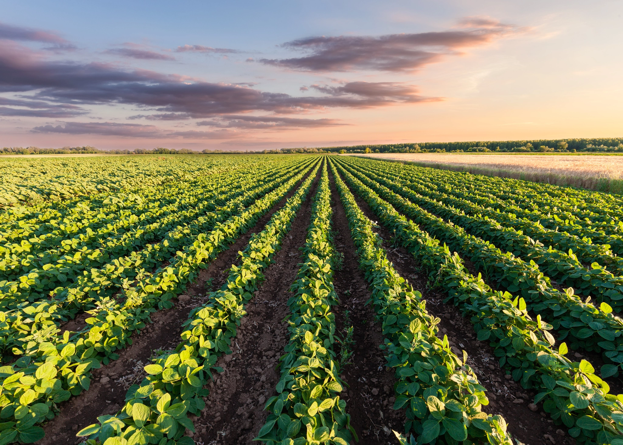 Investing in Farmland